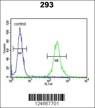 MRAP Antibody (N-term)