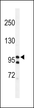 TAF2 Antibody (C-Term)
