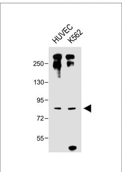DLL4 Antibody (C-term)