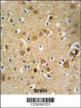 DLL4 Antibody (C-term)