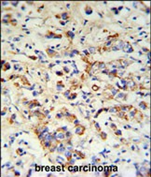 DCT Antibody (N-term)