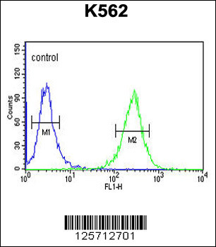 B3GAT1 Antibody (N-term)