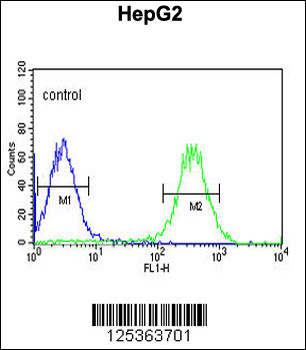ARSI Antibody (C-term)