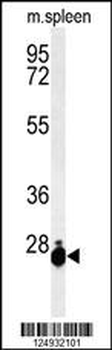 THOC7 Antibody (C-term)