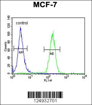 THOC7 Antibody (C-term)