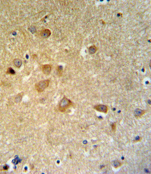 GTSE1 Antibody (C-term)