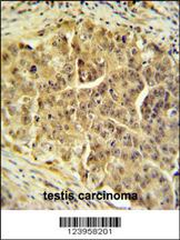 CDC45L Antibody (Center)