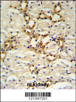 BSND Antibody (C-term)