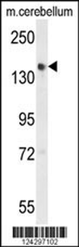 GLG1 Antibody (C-term)