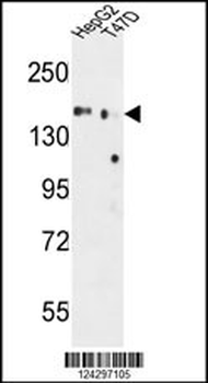 GLG1 Antibody (C-term)