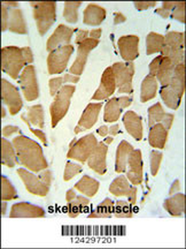 GLG1 Antibody (C-term)