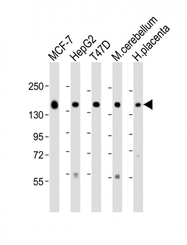 GLG1 Antibody (C-term)