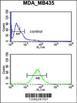GNRH2 Antibody (Center)