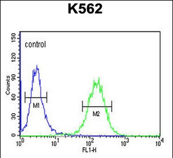 SUPV3L1 Antibody (N-term)