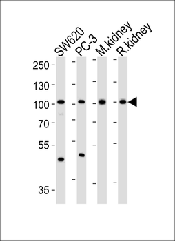 SUPV3L1 Antibody (N-term)