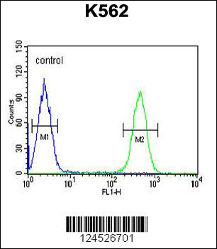 HDAC2 Antibody (Center)