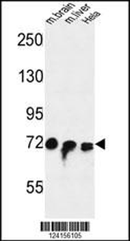 FAM40A Antibody (Center)