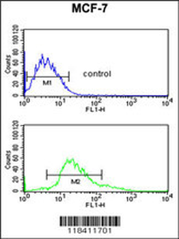 KRT1 Antibody (Center)