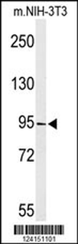 TAF3 Antibody (C-term)