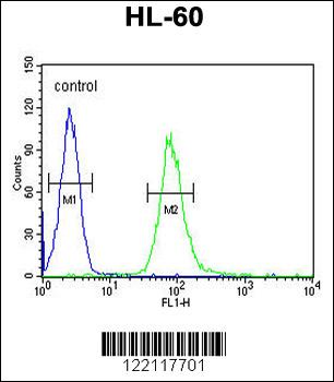 IL2RG Antibody (N-term)