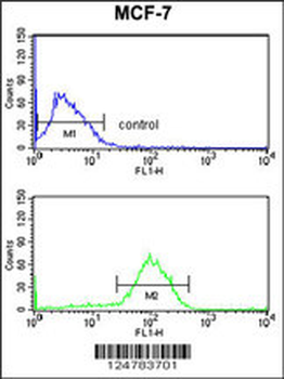 AGR3 Antibody (C-term)