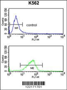 CXXC4 Antibody (C-term)