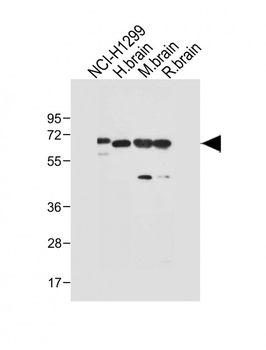 DLL3 Antibody (C-term)