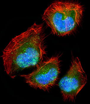 DLL3 Antibody (C-term)