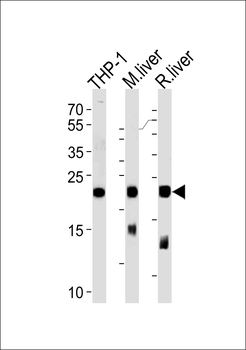 GPX1 Antibody (C-term)