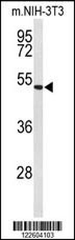 EFEMP2 Antibody (C-term)