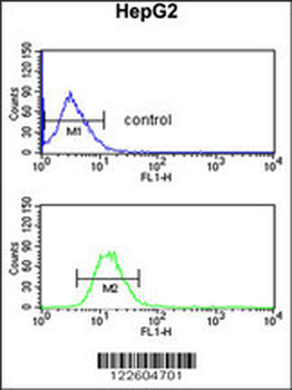 EFEMP2 Antibody (C-term)