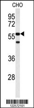 ACTR5 Antibody (C-term)