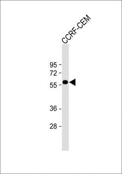 SLC22A6 Antibody (C-Term)