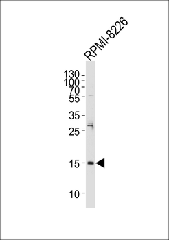 REG3A Antibody (N-term)