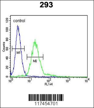 MPP6 Antibody (Center)