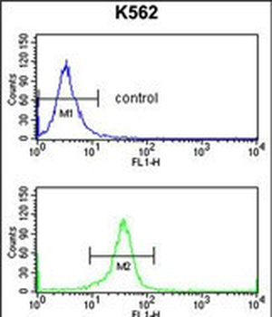 EIF4A2 Antibody (C-term)