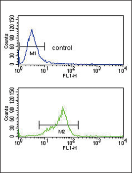 GNAO1 Antibody (C-term)