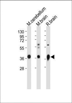 GNAO1 Antibody (C-term)