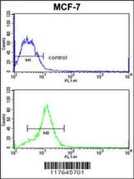 HMGA1 Antibody (C-term)