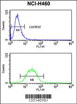 EFEMP1 Antibody (N-term)