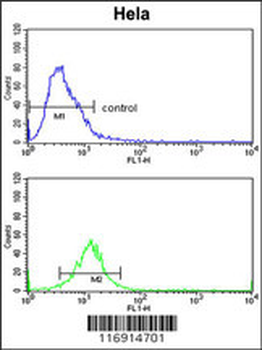 CDC2L6 Antibody (Center)