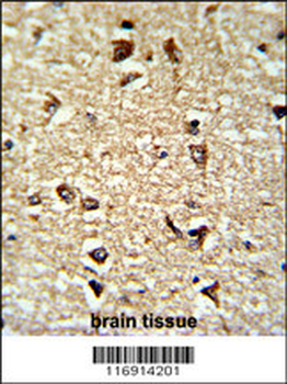 CDC2L6 Antibody (Center)