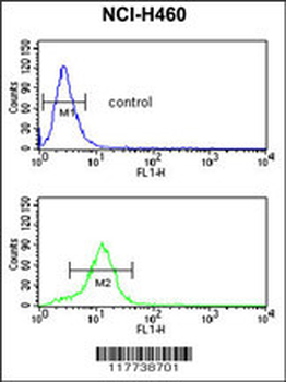 ESRRB Antibody (Center)