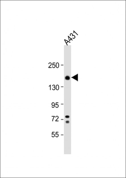 ITGA2 Antibody (C-term)