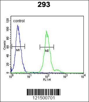CFB Antibody (Center)