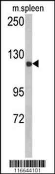 CLASP2 Antibody (Y1019)