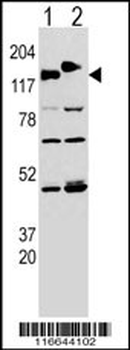 CLASP2 Antibody (Y1019)