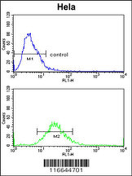 CLASP2 Antibody (Y1019)
