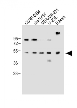 EDIL3 Antibody (Center)