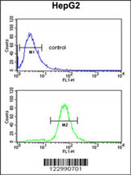GSTA4 Antibody (N-term)